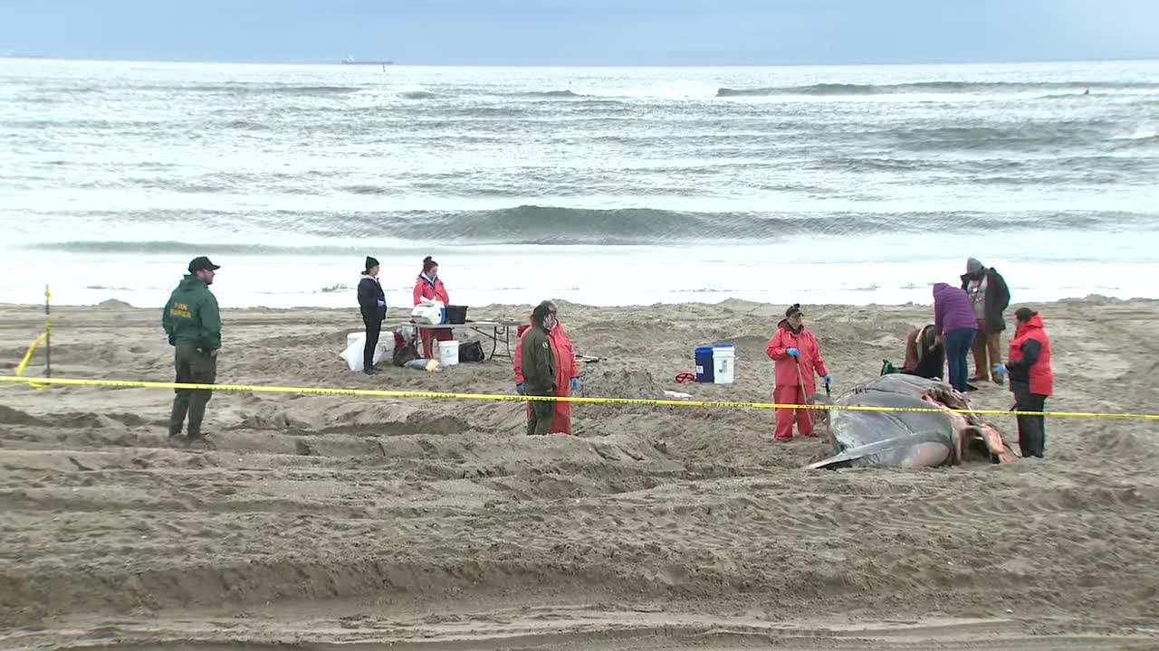 Dead whale washes ashore in NYC - Vimarsana News
