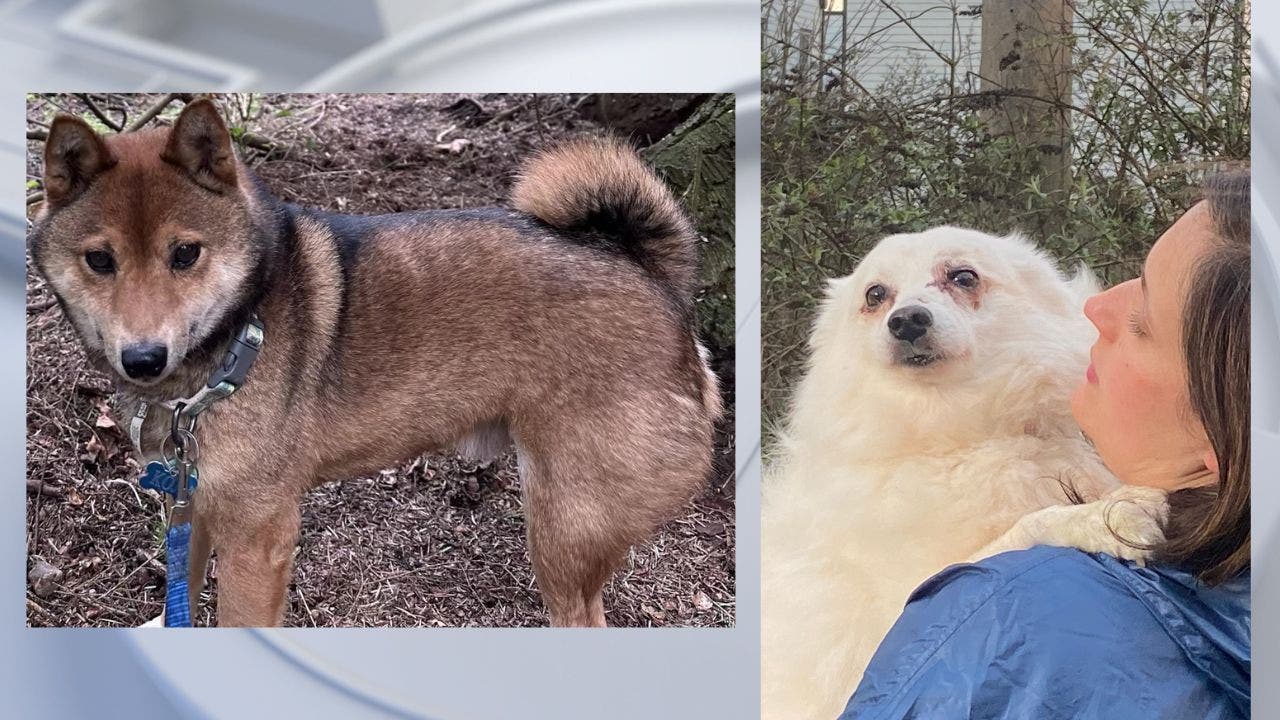 'This is our baby that we lost:' Family desperate to find dog after car stolen from Tacoma parking lot - Vimarsana News