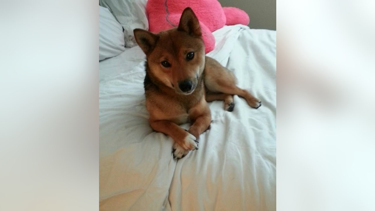 Car stolen in Tacoma, Beloved dog Koji still missing - Vimarsana News