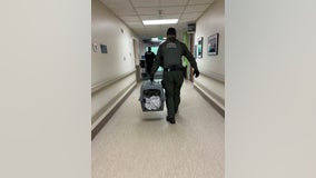 Spooked coyote runs through Port Townsend hospital