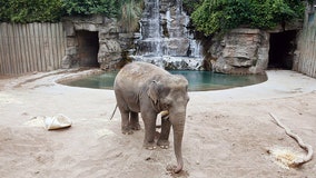 Elephants in US zoos face uncertain future without breeding
