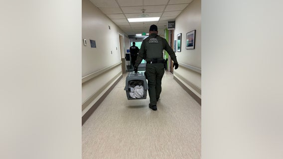 Spooked coyote runs through Port Townsend hospital