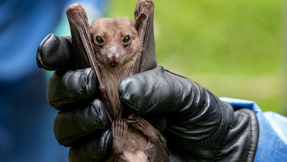 Bat tests positive for rabies in Cowlitz County, WA
