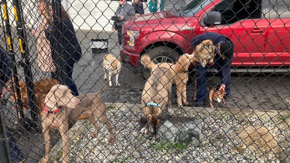 PHOTOS: Fire breaks out at Seattle dog daycare, no injuries reported