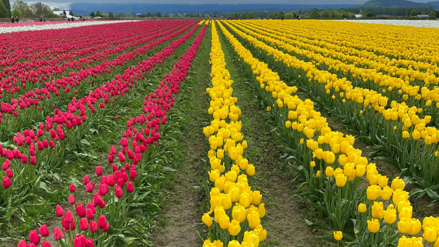 Dogs now allowed at Tulip Town