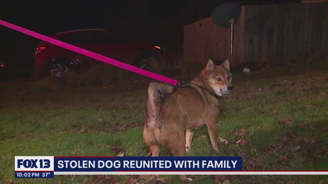 Family reunited with dog after car stolen from Tacoma parking lot