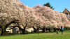 Here's when UW says its campus cherry blossoms will reach peak bloom