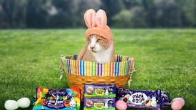 This year’s Cadbury Easter ‘bunny’ is a one-eyed rescue cat named Crash