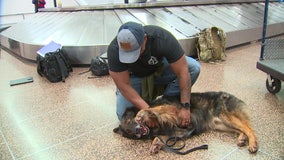 See U.S. airman's emotional reunion with military dog 'Bady' at SEA Airport
