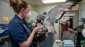 Seahawks mascot Taima recovering after surgery at WSU