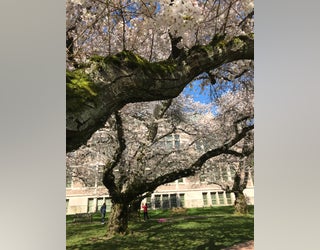 When UW cherry blossoms will reach peak bloom