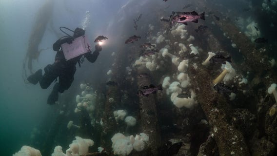 Scientists tap volunteers to save integral species to Puget Sound ecosystem