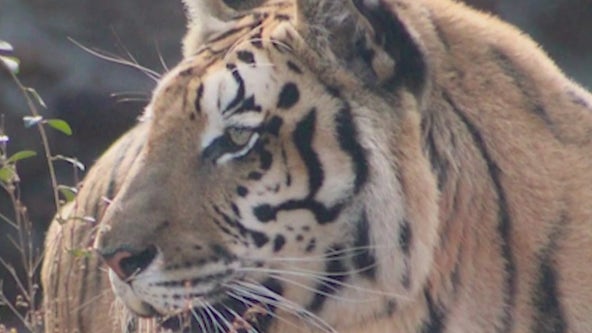 Escaped Georgia tigers recaptured after Troup County tornado breaches enclosure