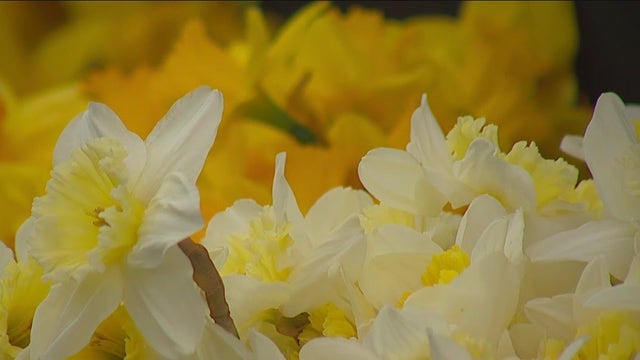 Pike Place Market celebrates first day of spring with free daffodils