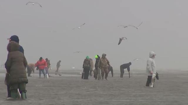 With toxin threat gone, razor clam digs send hundreds to Washington's coast
