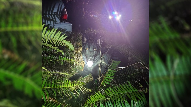 K9 Igo, deputies arrest car theft suspect who hid in the woods near Grand Mound area