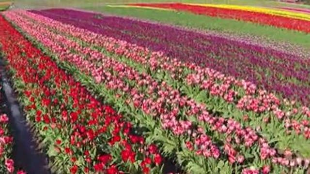 WA's Skagit Valley Tulip Festival extended through early May