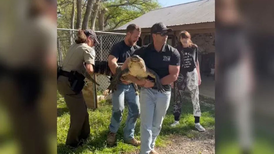 Alligator-removed-from-Texas-home-II.jpg