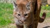 911 call of cougar attacks near Fall City released, 1 cyclist injured