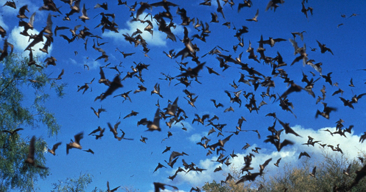 North American bats 'at risk of severe population decline' from climate ...