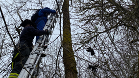 Mason County crews rescue parachutist stuck in tree