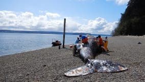 Necropsy: Gray whale washed up on Fox Island likely died from vessel hit