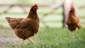 DOH: National salmonella outbreak linked to backyard poultry, 13 sickened in WA