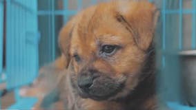 Bill could crack down on WA pet stores who source dogs from out-of-state puppy mills