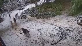 VIDEO: Pack of 14 huskies roaming Pierce County rescued; humane society asking for donations and adopters