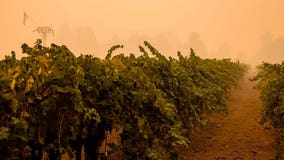 Discovery could prevent grapes tainted by wildfire smoke from ruining wine