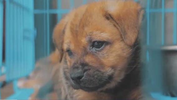 Bill could crack down on WA pet stores who source dogs from out-of-state puppy mills
