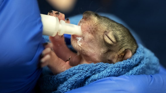 WSU offers volunteer opportunities to end statewide wildlife rehabilitator shortage