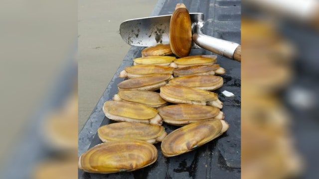 WDFW: Coastal razor clam digs begin April 6, daily limit increases to 20 clams