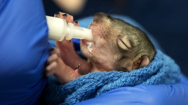 WSU offers volunteer opportunities to end statewide wildlife rehabilitator shortage