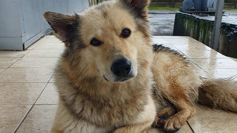 Dogs Of Chernobyl: First-ever Deep Dive Into Their Genetics, Behaviors ...