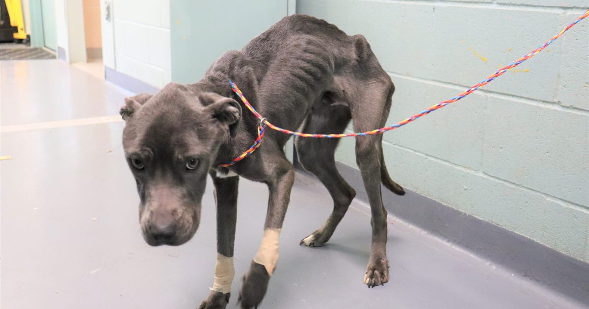 'One of the worst cases I have ever seen:' Dog found severely emaciated ...
