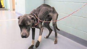 'One of the worst cases I have ever seen:' Dog found severely emaciated, wounded in Federal Way