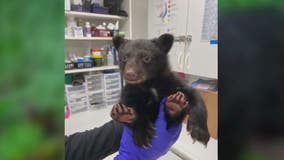 Bear cub rescued near Sequim