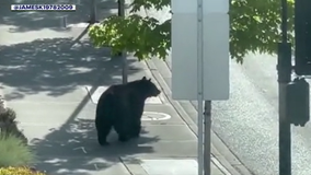 Black bears emerge from slumber, popping up in Washington communities