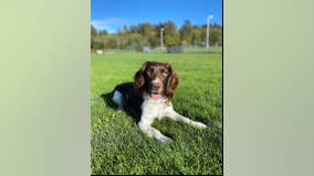 Snohomish County Sheriff's K-9 exposed to fentanyl, revived with Narcan