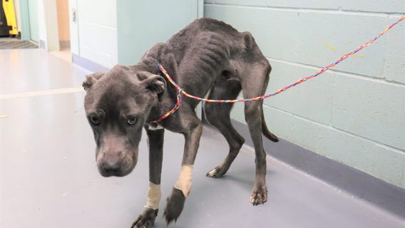 'One of the worst cases I have ever seen:' Dog found severely emaciated, wounded in Federal Way