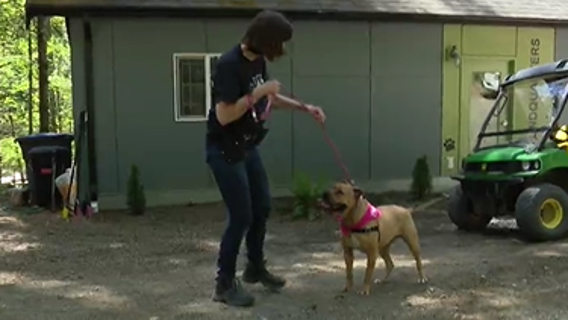 Newly passed pet protection bills will help abused & neglected animals rehabilitate, find homes faster