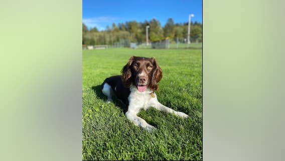 Snohomish County Sheriff's K-9 exposed to fentanyl, revived with Narcan