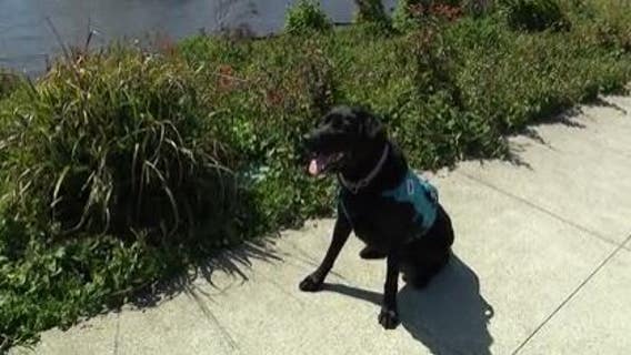 Specially trained dog detects PCBs