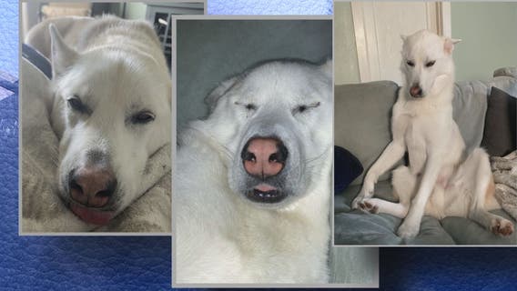 Olympia police search for suspect who killed family's dog