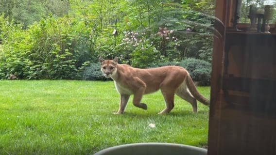 Cougar sighting near Big Rock Sports Field in Duvall