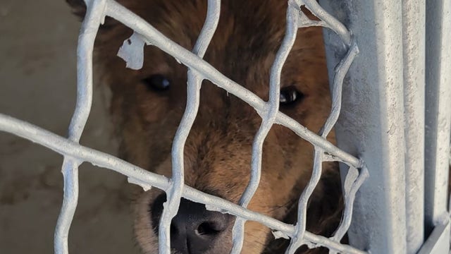 'This is still not acceptable!': 24 dogs dumped in Indiana as search for owner continues