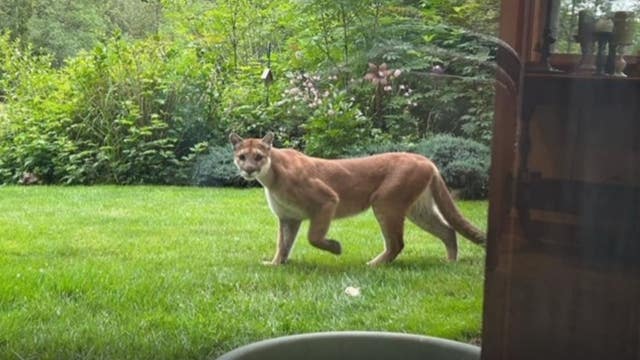 Cougar sighting near Big Rock Sports Field in Duvall