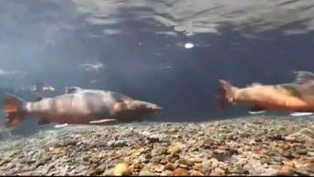 Ruling might cancel Alaska commercial king salmon season