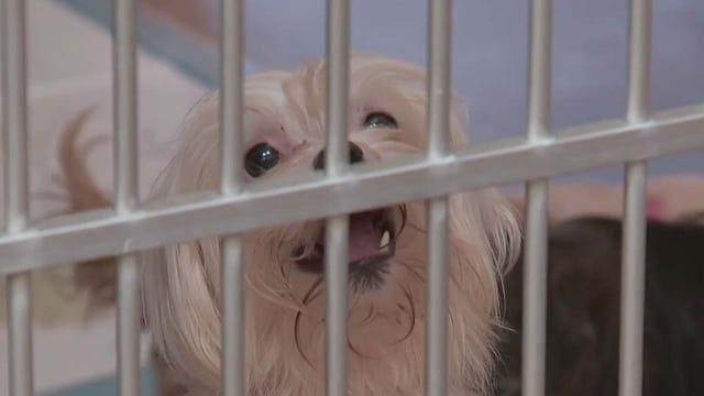 Skagit Co. shelter seeks adoption for last of 126 dogs rescued in 2022